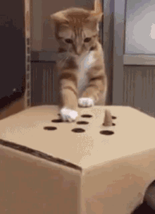 Cat playing whack-a-mole